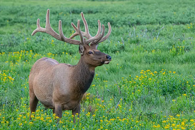 Bull Elk with velvet antlers in the grass and flowers